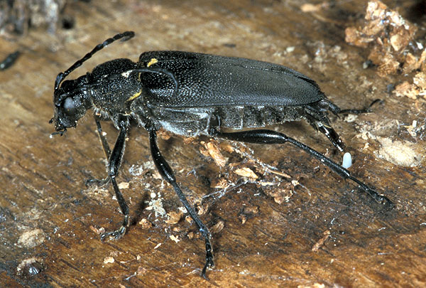 Stictoleptura scutellata