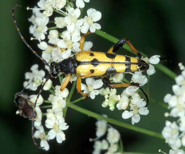 Rutpela maculata