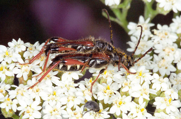 Stenopterus rufus rufus