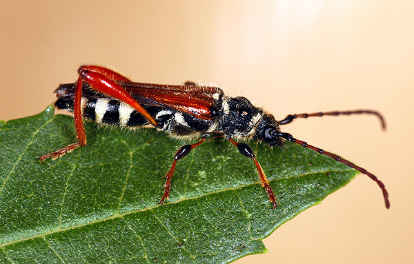 Stenopterus rufus rufus