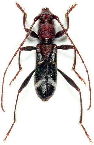 Cleroclytus banghaasi