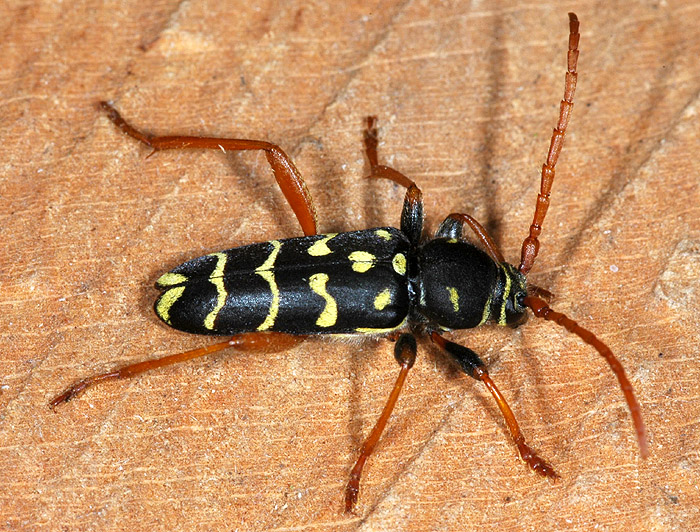 Plagionotus arcuatus arcuatus