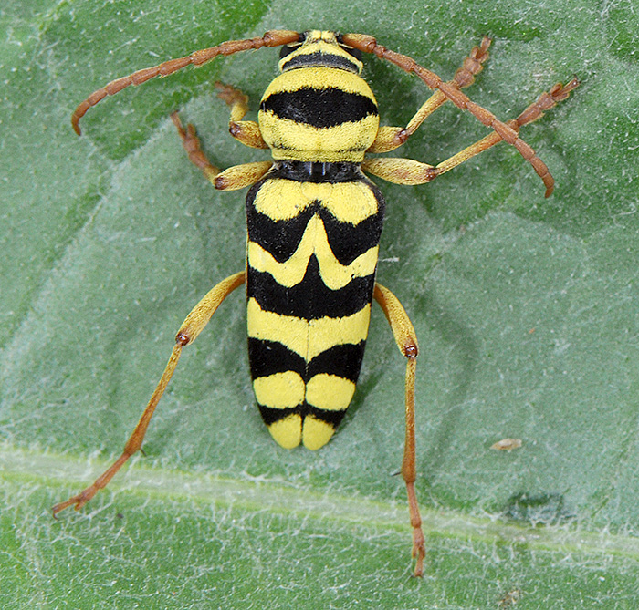 Plagionotus bobelayei