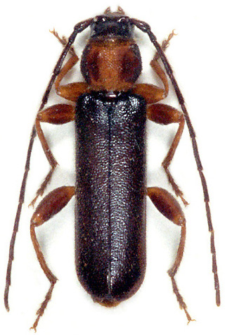 Phymatodes lividus