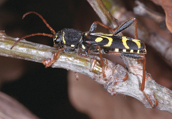 Clytus tropicus