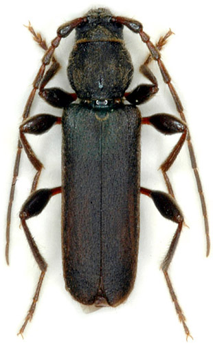 Phymatodes femoralis