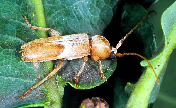 Trichoferus lunatus