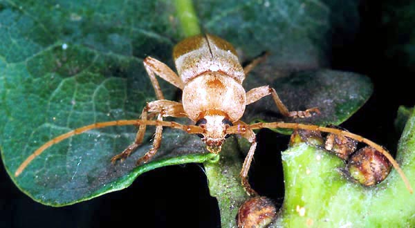 Trichoferus lunatus