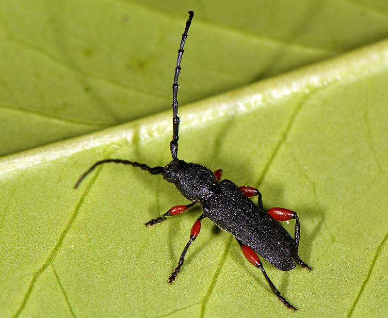 Ropalopus varini