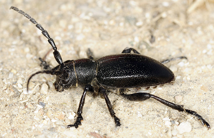 Dorcadion thessalicum