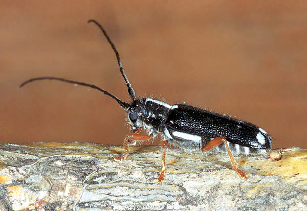 Menesia bipunctata