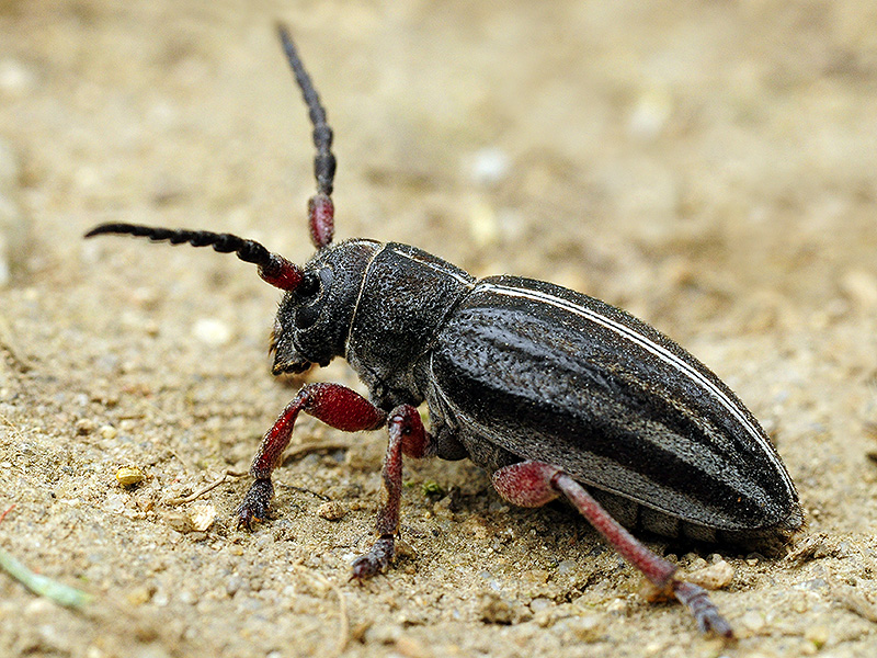 Dorcadion pedestre