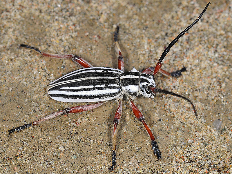 Dorcadion absinthium ishkovi - male