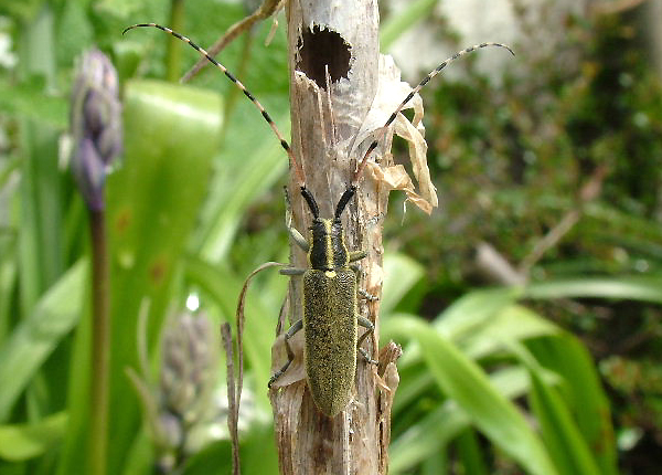 Agapanthia probsti