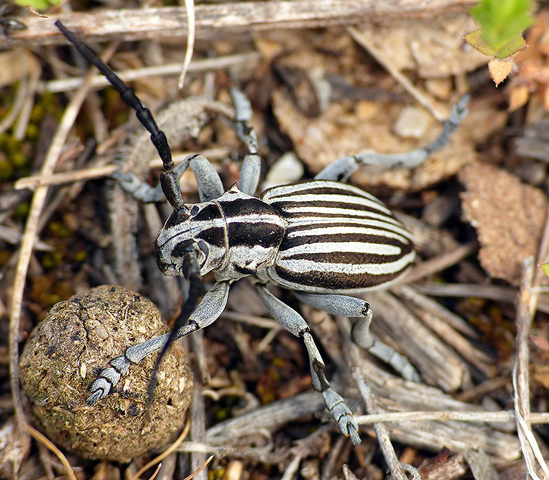 Dorcadion buresi