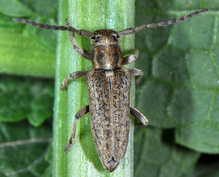 Phytoecia hirsutula