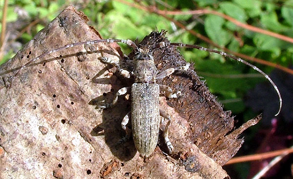 Deroplia schurmanni