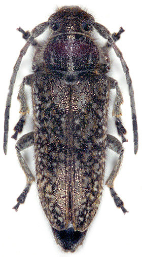 Phytoecia griseomaculata