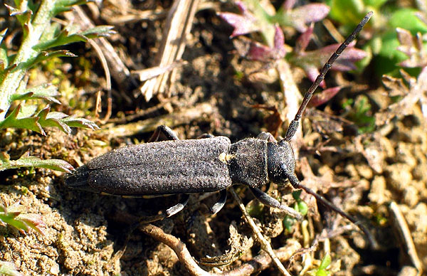 Phytoecia scutellata