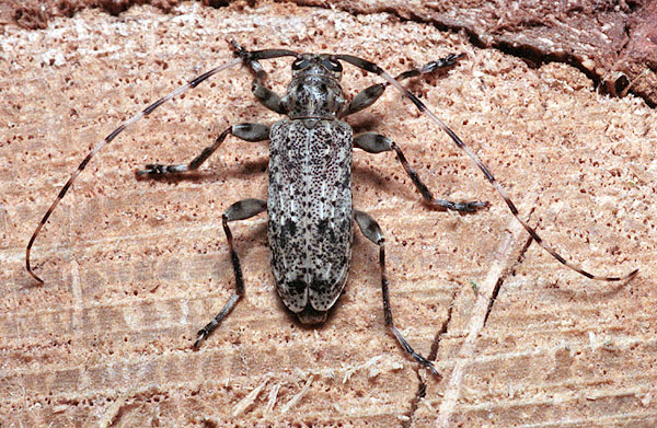 Acanthocinus elegans