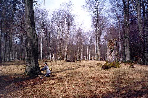 Necydalis ulmi - habitat