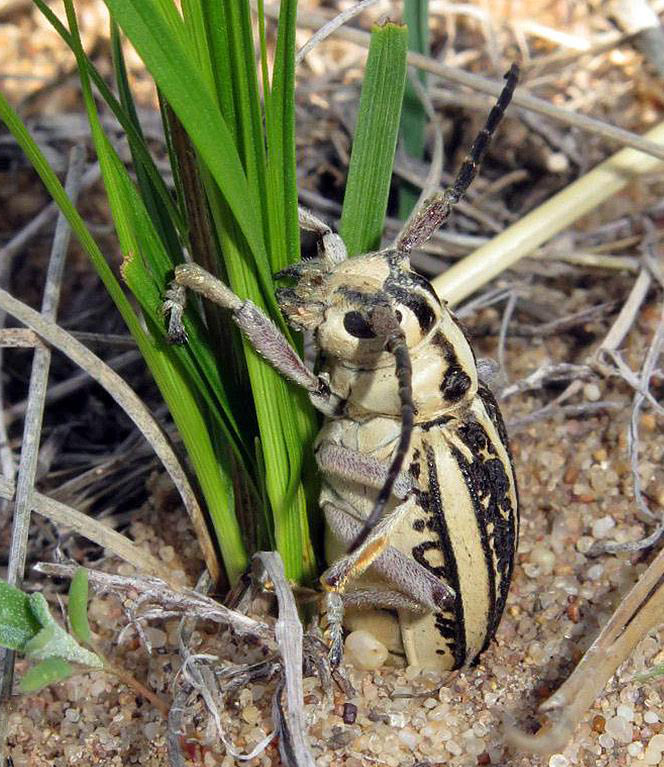 female