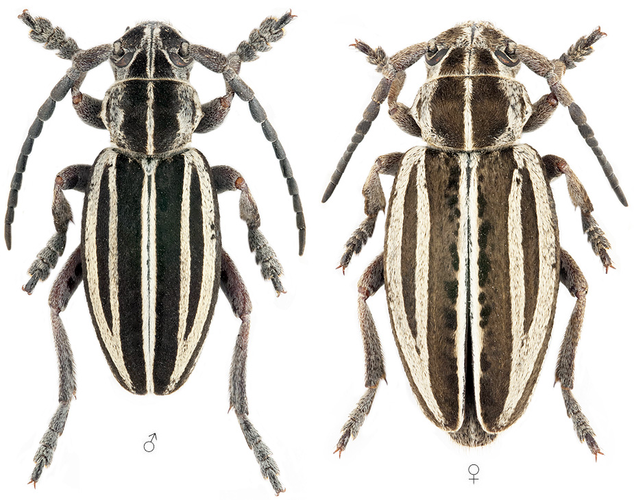 Dorcadion elegans