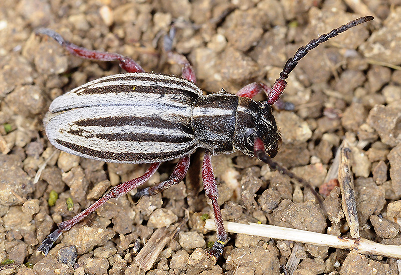 Dorcadion gallipolitanum gallipolitanum