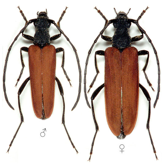 Nivellia sanguinosa