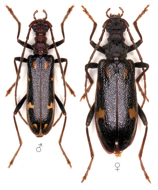 Xylosteus spinolae