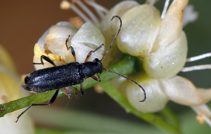 Grammoptera ruficornis