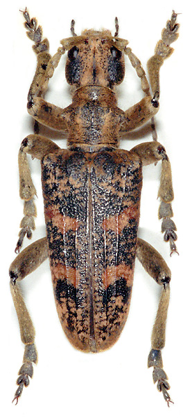 Rhagium sycophanta