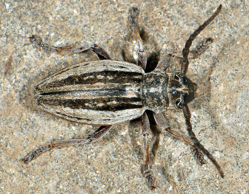 Dorcadion wagneri