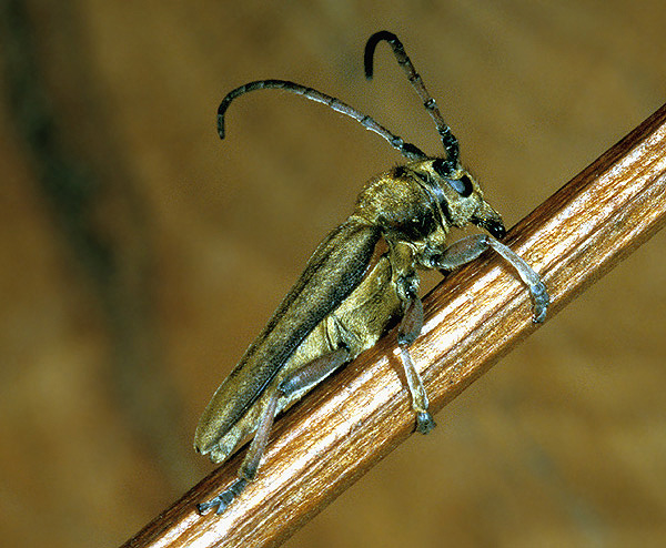 Phytoecia cephalotes