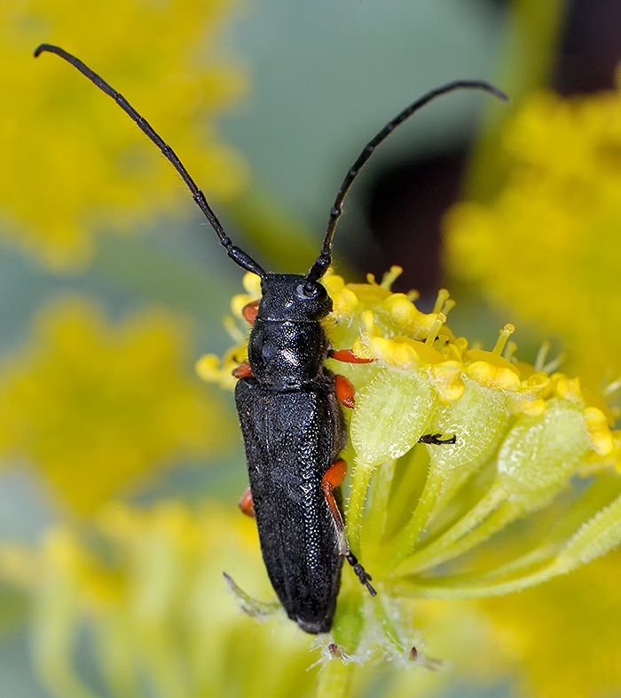 Phytoecia pici