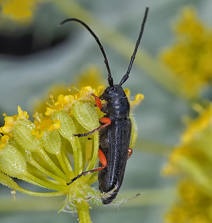 Phytoecia pici