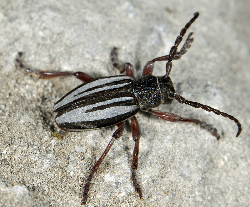 Dorcadion indutum