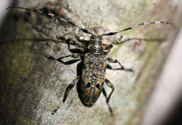 Acanthocinus xanthoneurus