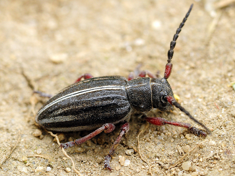 Dorcadion pedestre