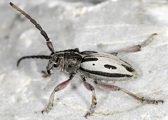 Dorcadion ljubetense ljubetense