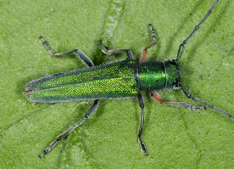 Phytoecia caerulea caerulea