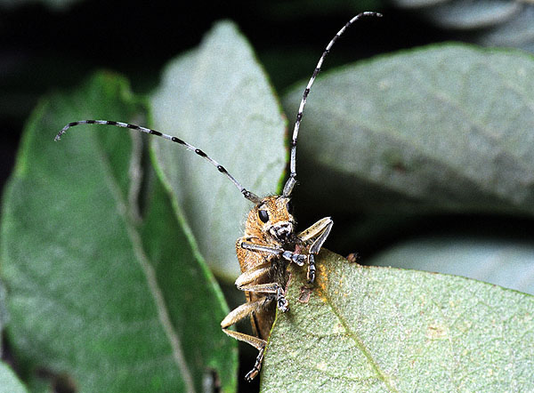 Saperda similis