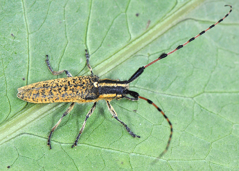 Agapanthia dahli persica