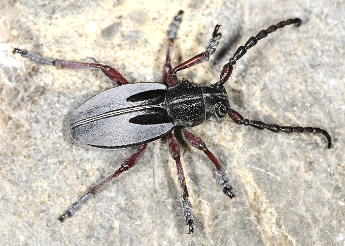 Dorcadion obenbergeri