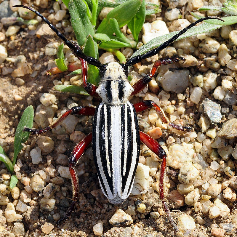 Dorcadion balchashense betpakdalense male