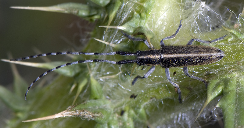 Agapanthia cardui