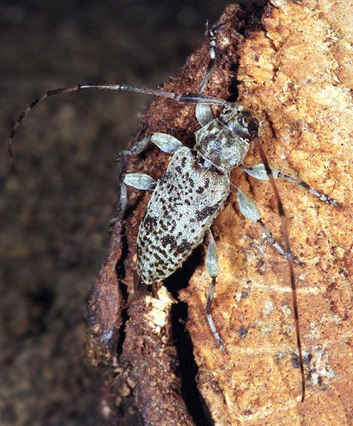 Leiopus femoratus