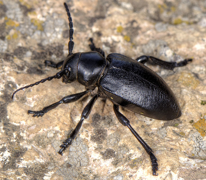 Dorcadion mniszechi mniszechi - female