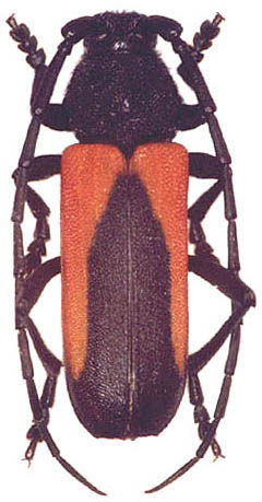 Purpuricenus interscapillatus interscapillatus