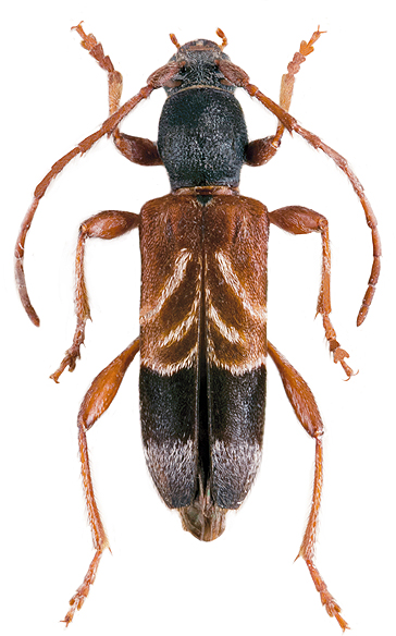 Anaglyptus arabicus